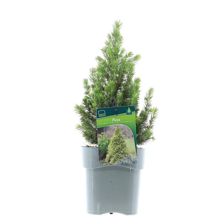 Ель канадская Дэйзис Уайт